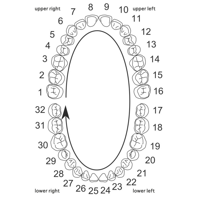 Double Open Face & Bar